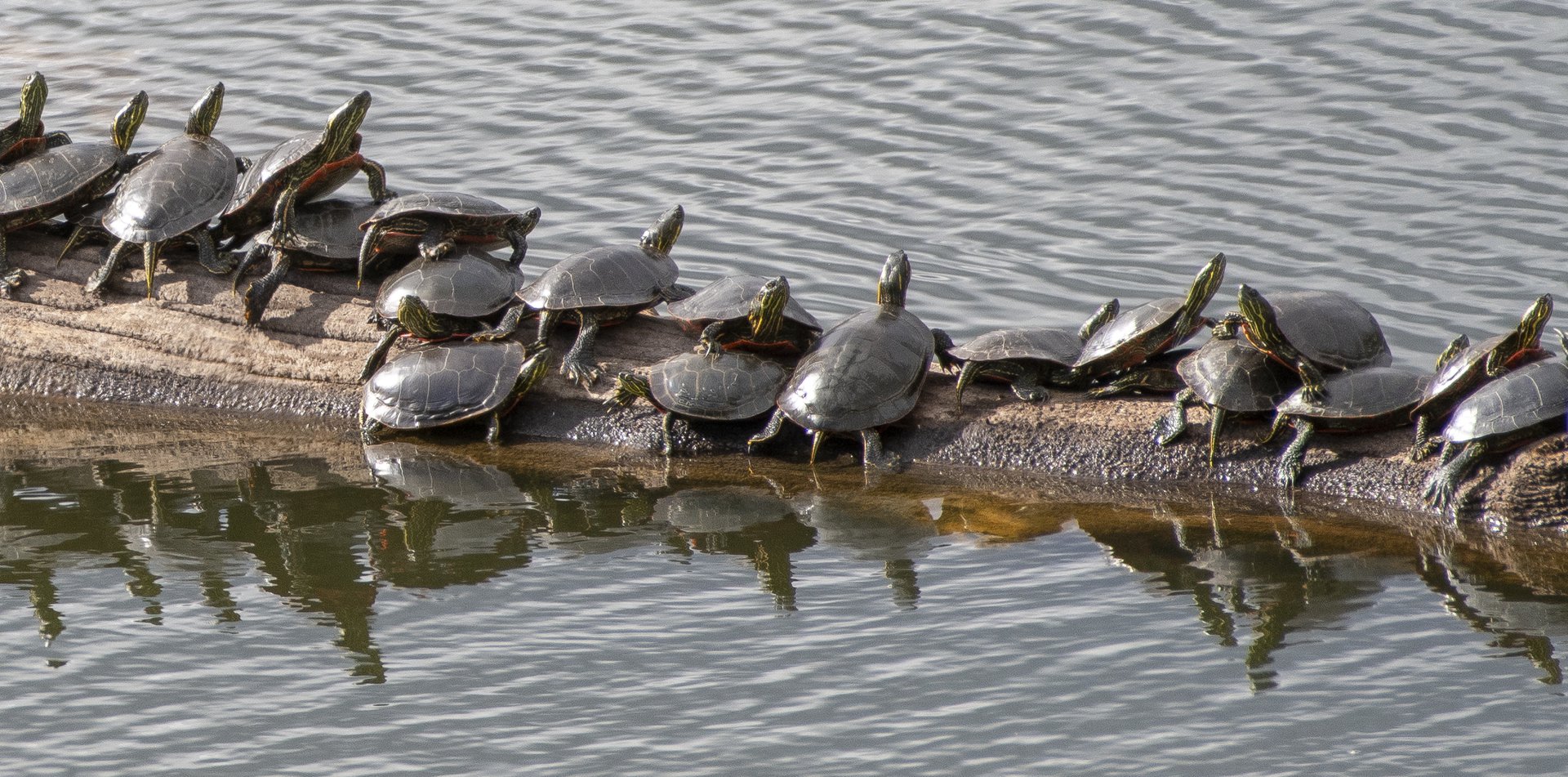 Turtles sunbathing